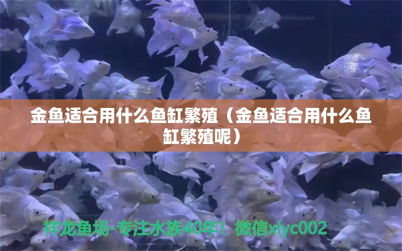 金魚適合用什么魚缸繁殖（金魚適合用什么魚缸繁殖呢）