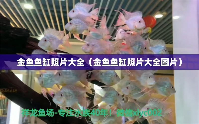 金魚魚缸照片大全（金魚魚缸照片大全圖片） 祥龍水族醫(yī)院