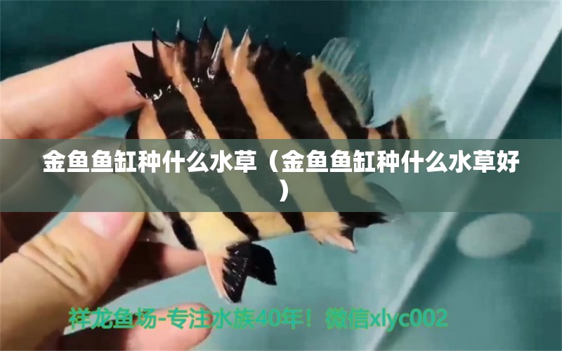 金魚魚缸種什么水草（金魚魚缸種什么水草好） 水草