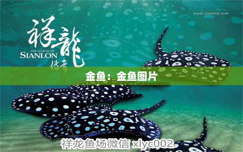 金魚：金魚圖片