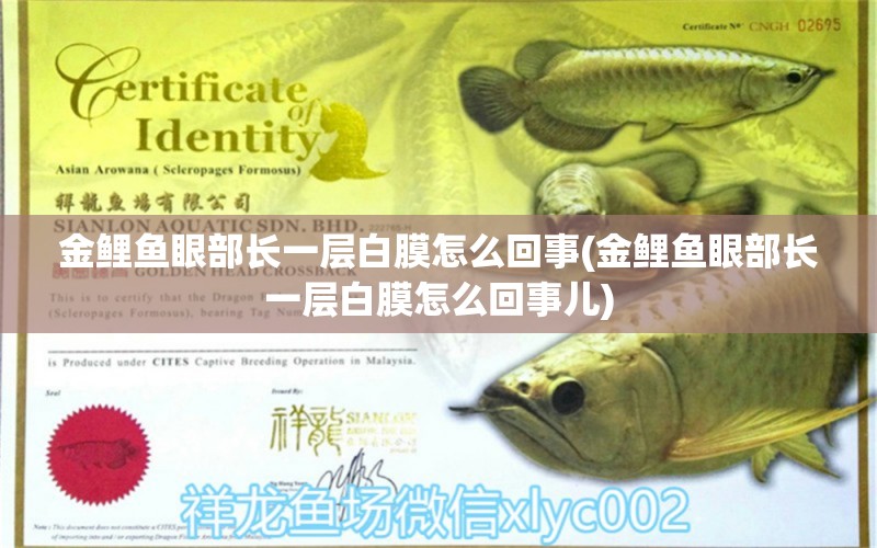 金鯉魚眼部長一層白膜怎么回事(金鯉魚眼部長一層白膜怎么回事兒) 巴卡雷龍魚