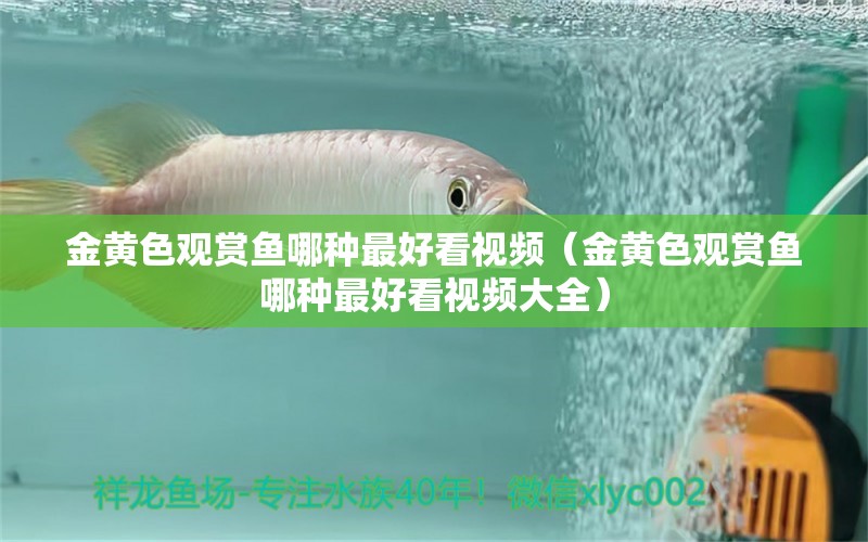 金黃色觀賞魚哪種最好看視頻（金黃色觀賞魚哪種最好看視頻大全）