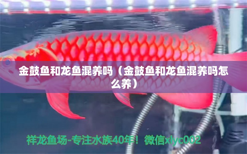 金鼓魚和龍魚混養(yǎng)嗎（金鼓魚和龍魚混養(yǎng)嗎怎么養(yǎng)） 狗仔（招財(cái)貓)魚苗