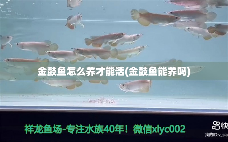 金鼓魚怎么養(yǎng)才能活(金鼓魚能養(yǎng)嗎) 錦鯉池魚池建設(shè)