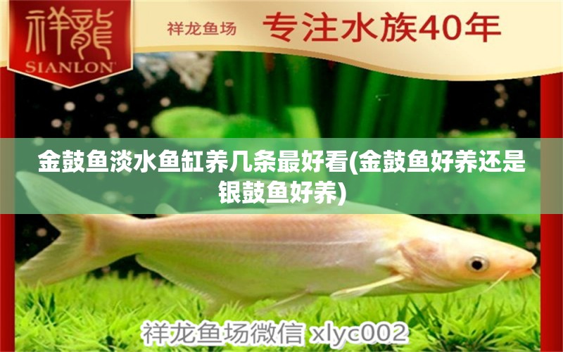 金鼓魚(yú)淡水魚(yú)缸養(yǎng)幾條最好看(金鼓魚(yú)好養(yǎng)還是銀鼓魚(yú)好養(yǎng)) 一眉道人魚(yú) 第1張