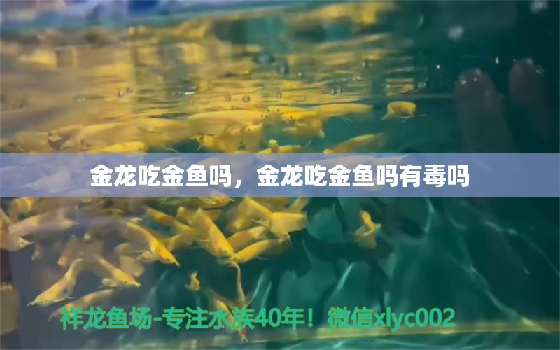 金龍吃金魚(yú)嗎，金龍吃金魚(yú)嗎有毒嗎