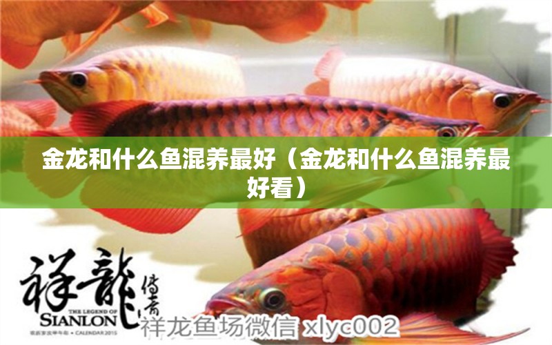 金龍和什么魚混養(yǎng)最好（金龍和什么魚混養(yǎng)最好看）