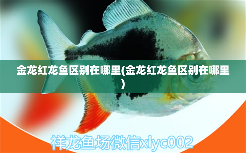 金龍紅龍魚區(qū)別在哪里(金龍紅龍魚區(qū)別在哪里) 飛鳳魚