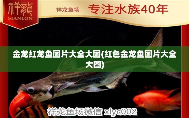 金龍紅龍魚圖片大全大圖(紅色金龍魚圖片大全大圖) 黃金貓魚