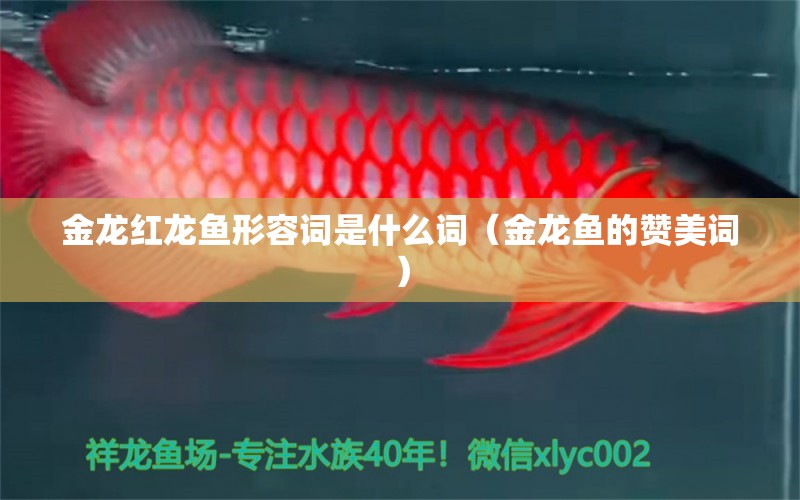 金龍紅龍魚形容詞是什么詞（金龍魚的贊美詞） 狗仔（招財貓)魚苗 第1張