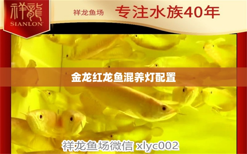 金龍紅龍魚混養(yǎng)燈配置