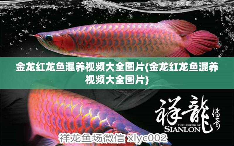 金龍紅龍魚混養(yǎng)視頻大全圖片(金龍紅龍魚混養(yǎng)視頻大全圖片)