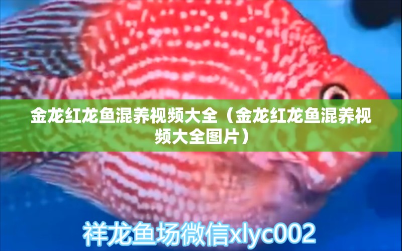 金龍紅龍魚混養(yǎng)視頻大全（金龍紅龍魚混養(yǎng)視頻大全圖片）