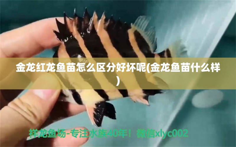 金龍紅龍魚苗怎么區(qū)分好壞呢(金龍魚苗什么樣) 泰龐海蓮魚 第1張