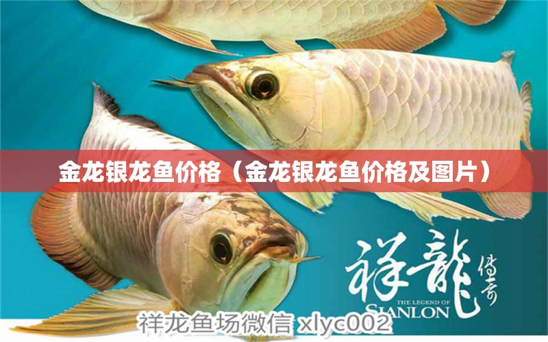 金龍銀龍魚價(jià)格（金龍銀龍魚價(jià)格及圖片）