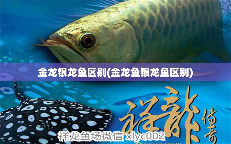 金龍銀龍魚區(qū)別(金龍魚銀龍魚區(qū)別) 銀龍魚