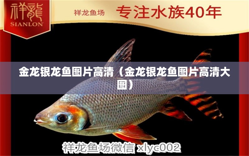 金龍銀龍魚圖片高清（金龍銀龍魚圖片高清大圖） 白子銀龍魚苗