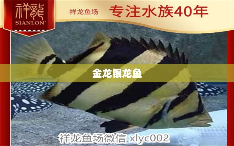 金龍銀龍魚