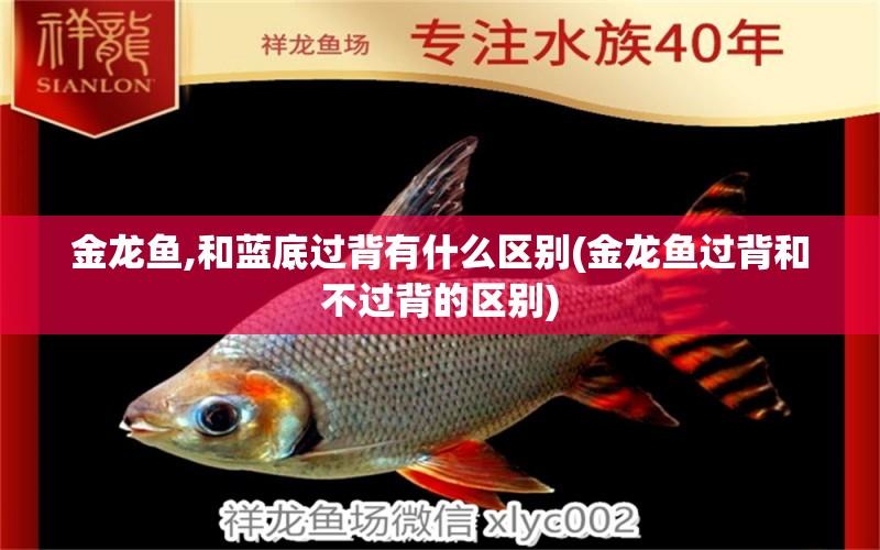 金龍魚,和藍(lán)底過背有什么區(qū)別(金龍魚過背和不過背的區(qū)別) 黃吉金龍（白子金龍魚）