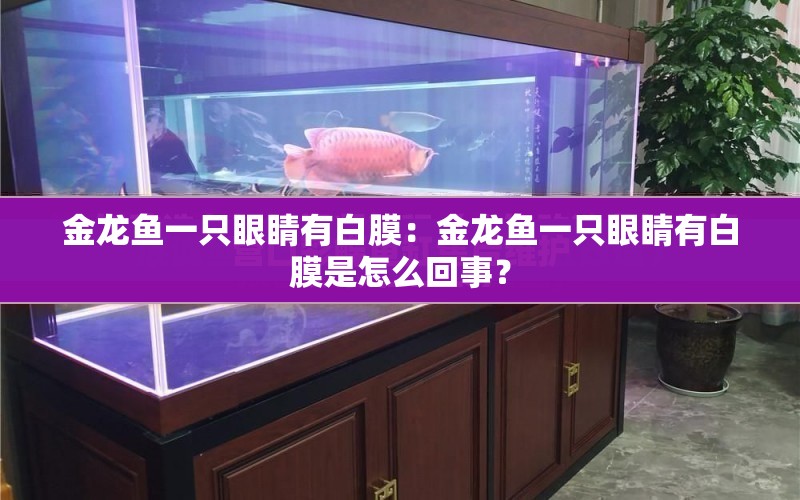 金龍魚(yú)一只眼睛有白膜：金龍魚(yú)一只眼睛有白膜是怎么回事？ 水族問(wèn)答 第1張