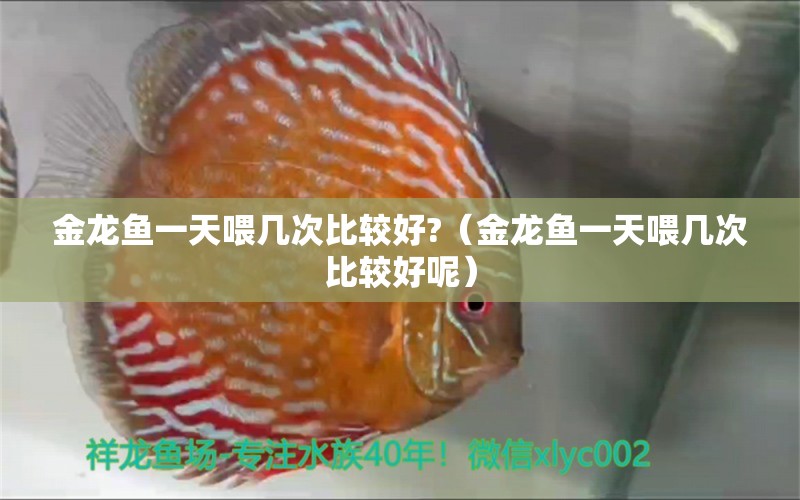 金龍魚一天喂幾次比較好?（金龍魚一天喂幾次比較好呢） 廣州龍魚批發(fā)市場