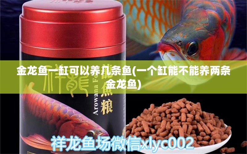 金龍魚一缸可以養(yǎng)幾條魚(一個缸能不能養(yǎng)兩條金龍魚) 招財戰(zhàn)船魚 第1張