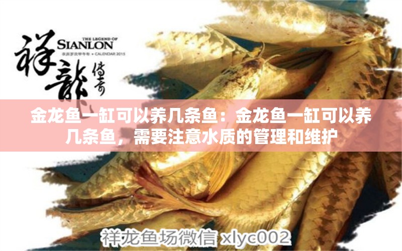 金龍魚一缸可以養(yǎng)幾條魚：金龍魚一缸可以養(yǎng)幾條魚，需要注意水質(zhì)的管理和維護