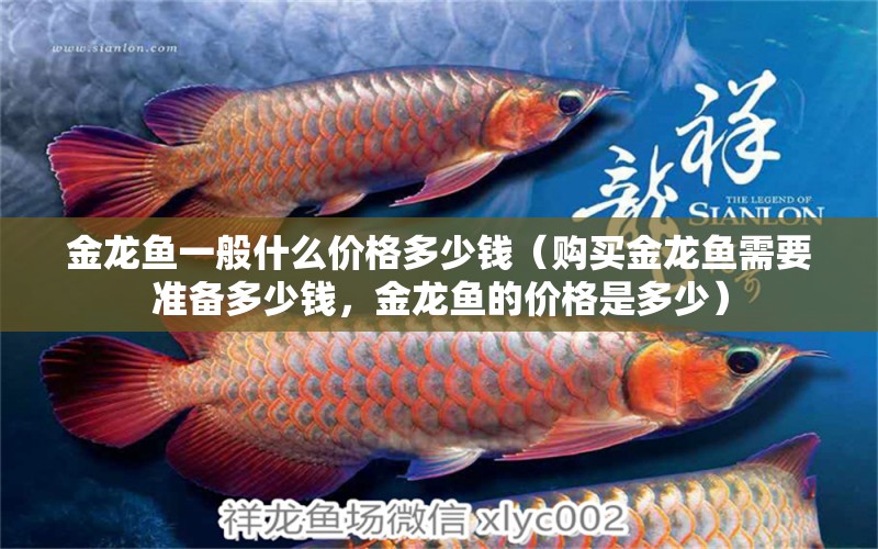 金龍魚一般什么價格多少錢（購買金龍魚需要準備多少錢，金龍魚的價格是多少） 水族問答 第2張