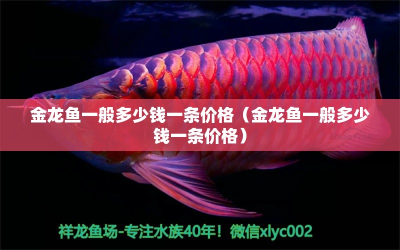 金龍魚一般多少錢一條價(jià)格（金龍魚一般多少錢一條價(jià)格）