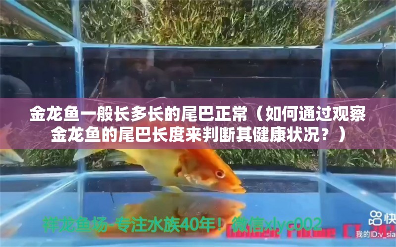 金龍魚一般長多長的尾巴正常（如何通過觀察金龍魚的尾巴長度來判斷其健康狀況？）