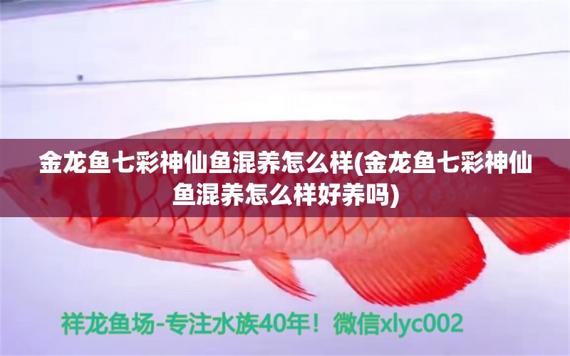 金龍魚七彩神仙魚混養(yǎng)怎么樣(金龍魚七彩神仙魚混養(yǎng)怎么樣好養(yǎng)嗎) 七彩神仙魚