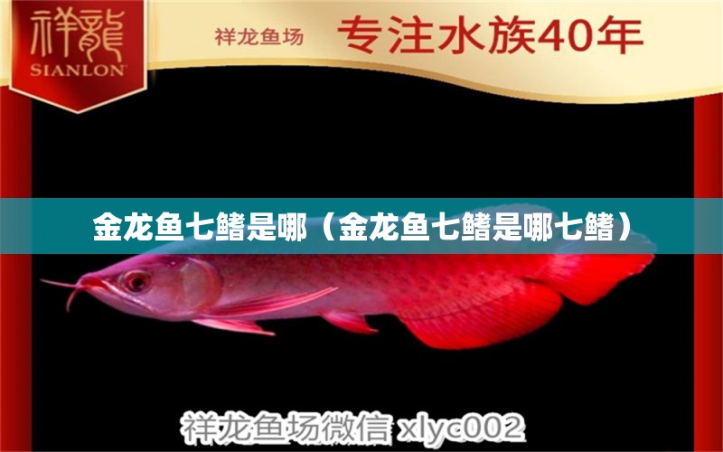 金龍魚(yú)七鰭是哪（金龍魚(yú)七鰭是哪七鰭）