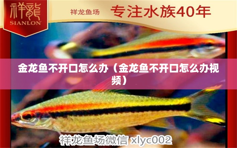 金龍魚(yú)不開(kāi)口怎么辦（金龍魚(yú)不開(kāi)口怎么辦視頻）