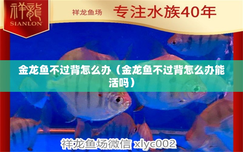 金龍魚不過背怎么辦（金龍魚不過背怎么辦能活嗎）