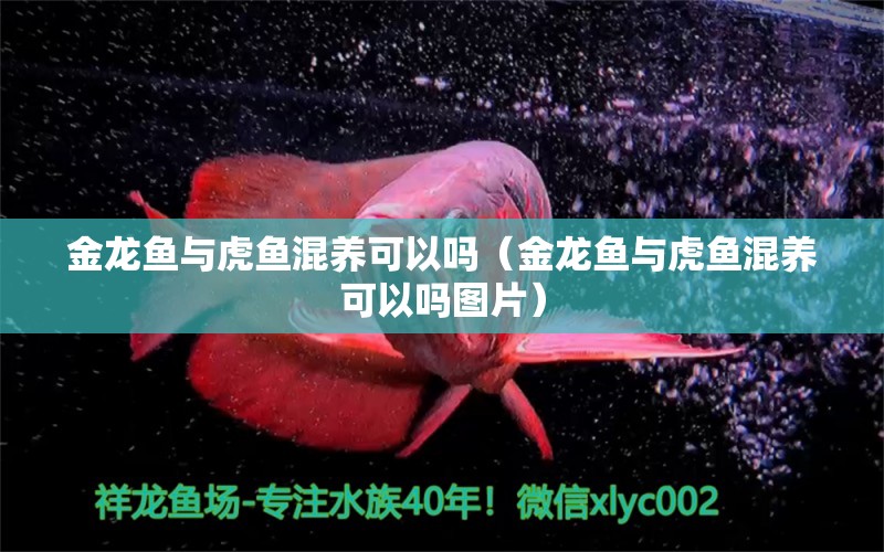 金龍魚與虎魚混養(yǎng)可以嗎（金龍魚與虎魚混養(yǎng)可以嗎圖片） 虎魚百科