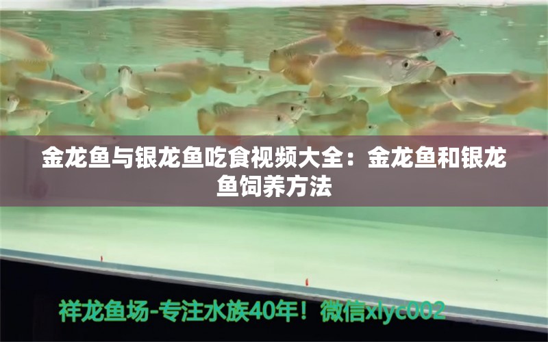 金龍魚與銀龍魚吃食視頻大全：金龍魚和銀龍魚飼養(yǎng)方法