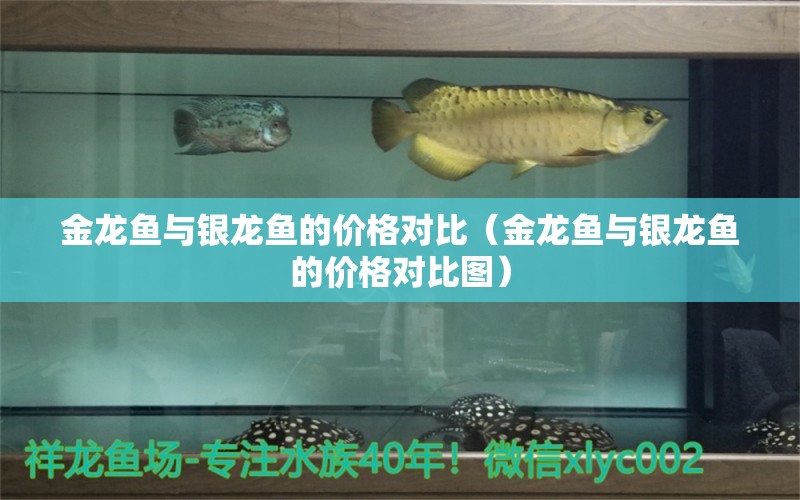 金龍魚與銀龍魚的價(jià)格對(duì)比（金龍魚與銀龍魚的價(jià)格對(duì)比圖）