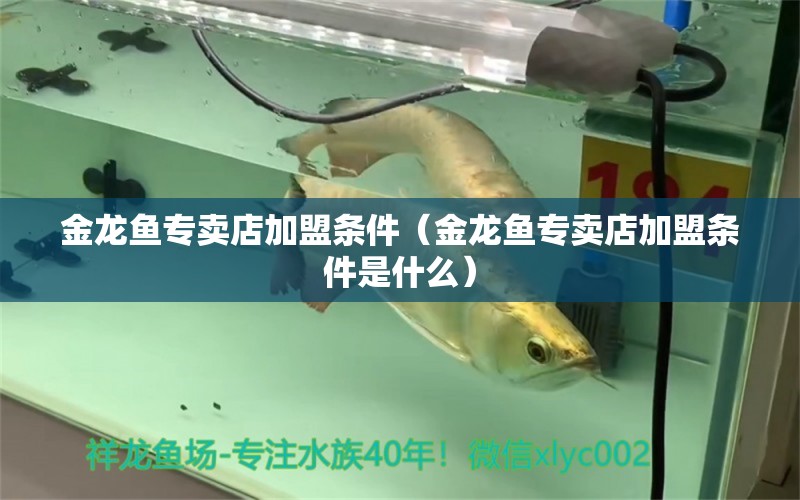 金龍魚專賣店加盟條件（金龍魚專賣店加盟條件是什么） 祥龍水族醫(yī)院