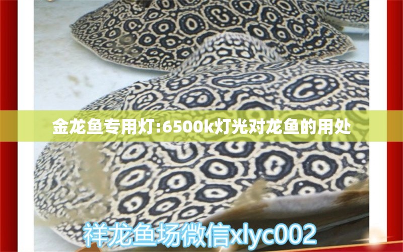 金龍魚專用燈:6500k燈光對龍魚的用處