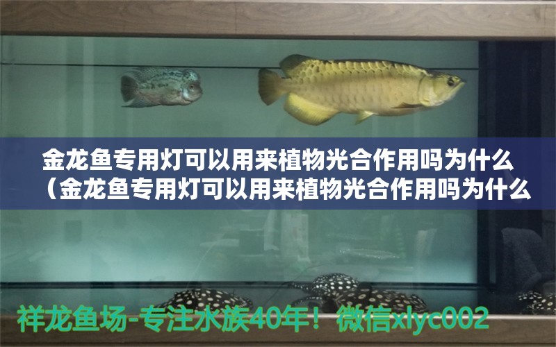 金龍魚專用燈可以用來植物光合作用嗎為什么（金龍魚專用燈可以用來植物光合作用嗎為什么呢）