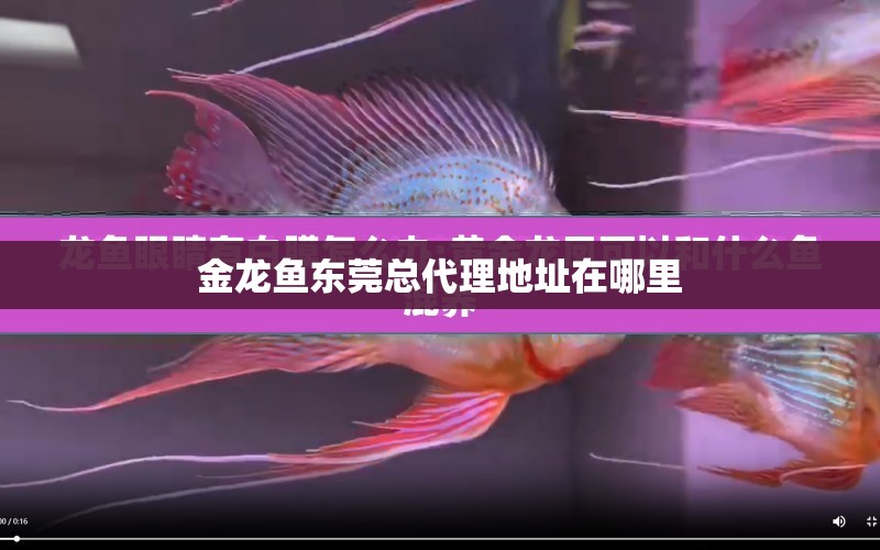 金龍魚東莞總代理地址在哪里 水族問答 第1張