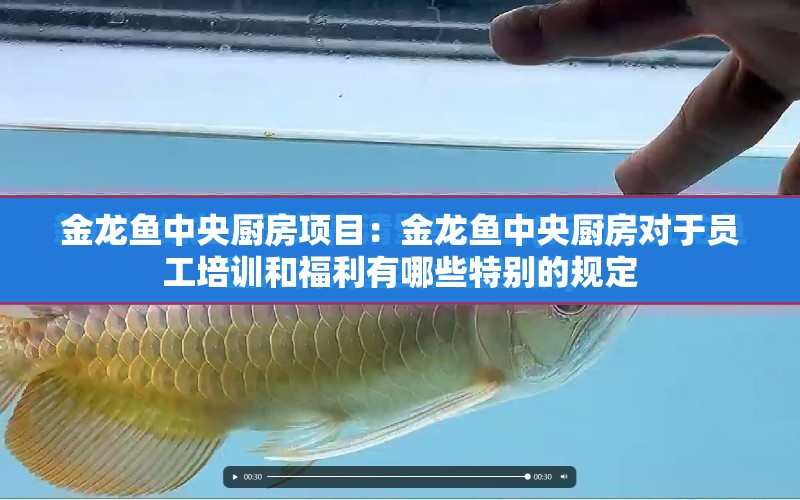 金龍魚(yú)中央廚房項(xiàng)目：金龍魚(yú)中央廚房對(duì)于員工培訓(xùn)和福利有哪些特別的規(guī)定 水族問(wèn)答 第1張