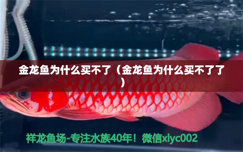 金龍魚為什么買不了（金龍魚為什么買不了了）