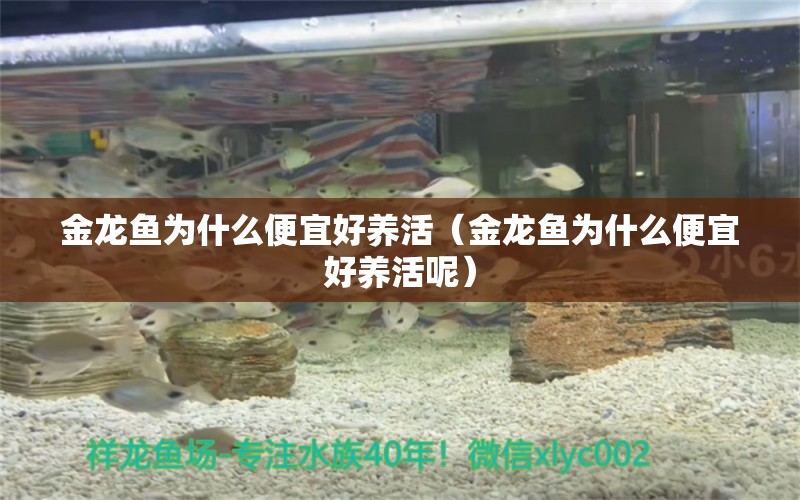 金龍魚為什么便宜好養(yǎng)活（金龍魚為什么便宜好養(yǎng)活呢） 金龍福龍魚