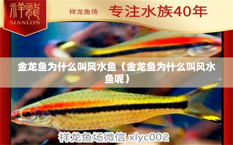 金龍魚為什么叫風(fēng)水魚（金龍魚為什么叫風(fēng)水魚呢）