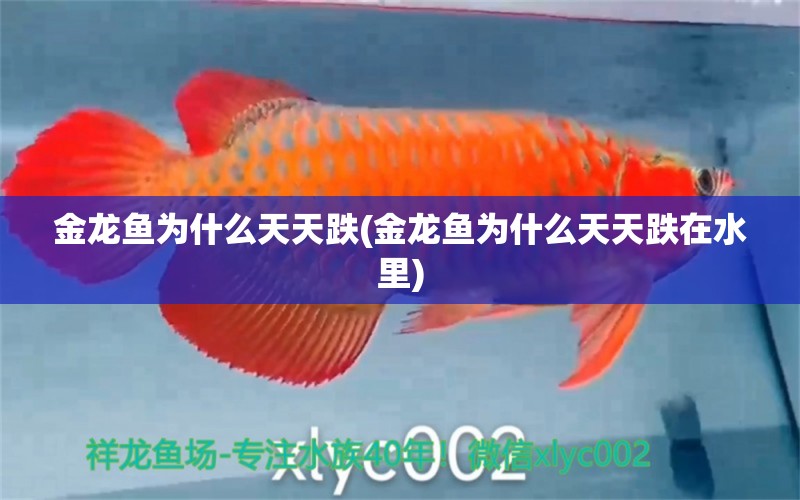 金龍魚為什么天天跌(金龍魚為什么天天跌在水里) 紅魔王銀版魚