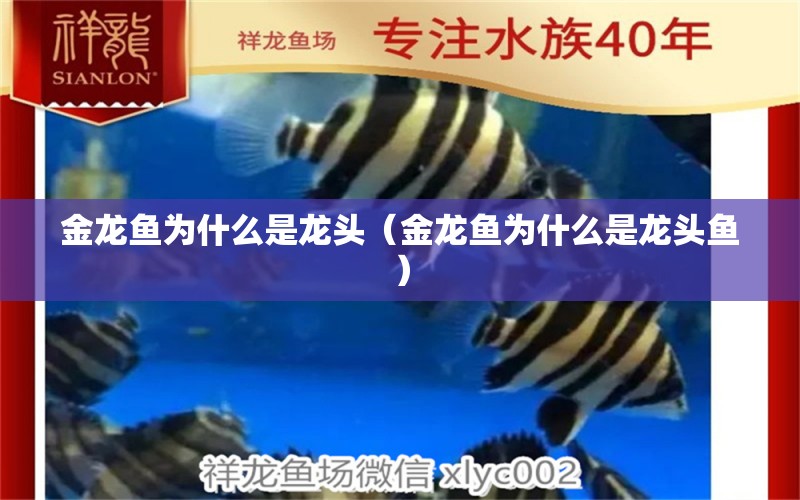 金龍魚為什么是龍頭（金龍魚為什么是龍頭魚）