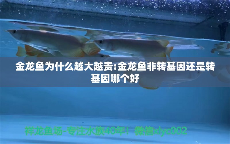 金龍魚為什么越大越貴:金龍魚非轉(zhuǎn)基因還是轉(zhuǎn)基因哪個(gè)好