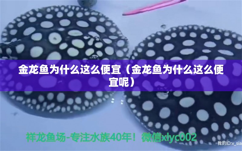 金龍魚為什么這么便宜（金龍魚為什么這么便宜呢）