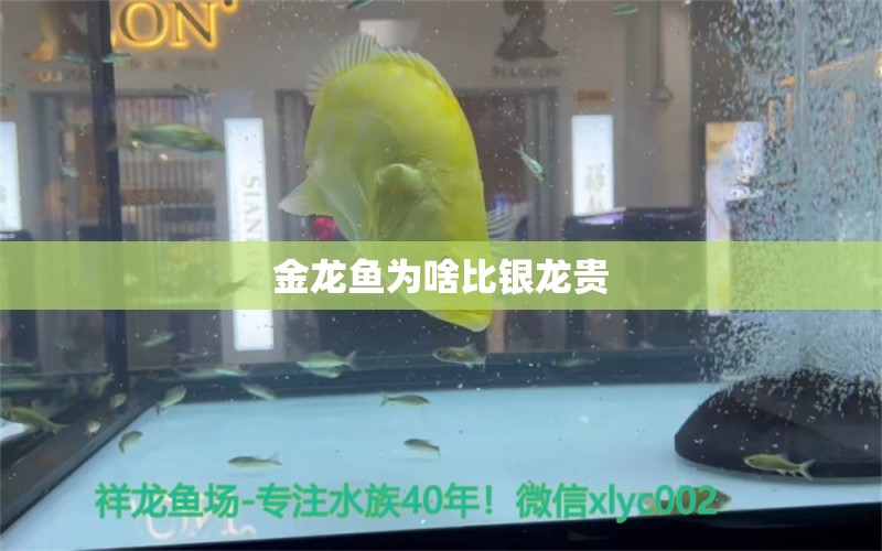 金龍魚為啥比銀龍貴 龍魚批發(fā)